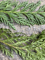 Chamaecyparis formosensis