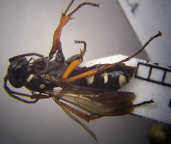 Cryptocheilus richardsi