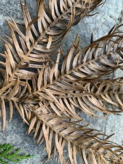 Chamaecyparis formosensis