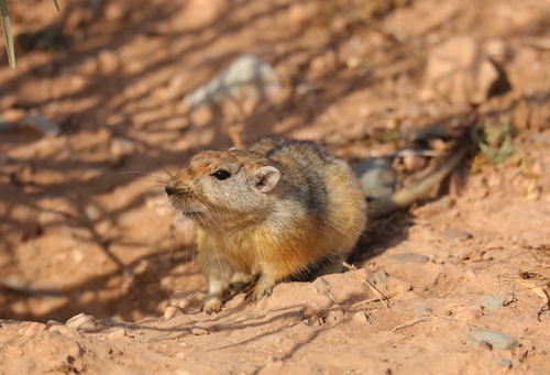 Fat Sand Rat