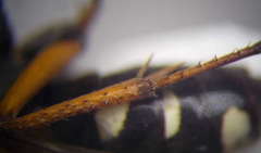 Cryptocheilus richardsi