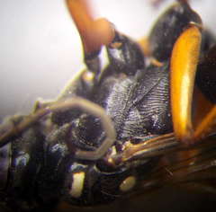 Cryptocheilus richardsi