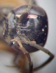 Cryptocheilus richardsi