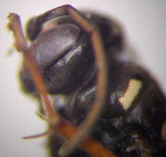 Cryptocheilus richardsi