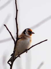 Carduelis carduelis