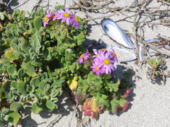 Senecio elegans