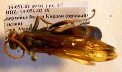 Cryptocheilus rubellus