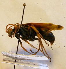 Cryptocheilus rubellus