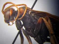 Cryptocheilus rubellus