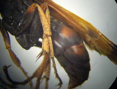 Cryptocheilus rubellus