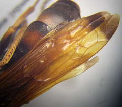 Cryptocheilus rubellus