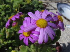 Senecio elegans