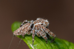 Paraphilaeus daemeli