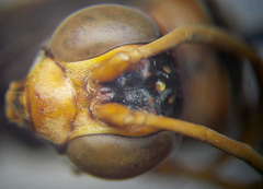 Cryptocheilus rubellus