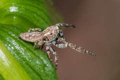 Paraphilaeus daemeli