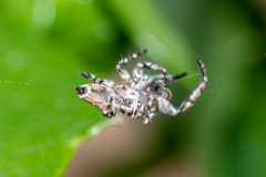 Paraphilaeus daemeli