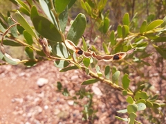 Acacia bivenosa