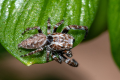 Paraphilaeus daemeli