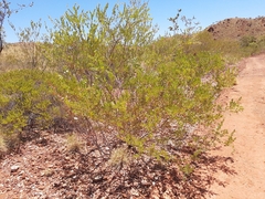 Acacia bivenosa