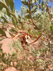 Acacia bivenosa
