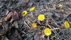 Tussilago farfara