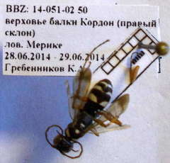 Cryptocheilus variabilis