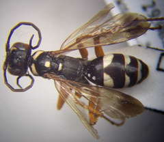 Cryptocheilus variabilis