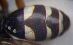 Cryptocheilus variabilis