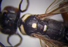 Cryptocheilus variabilis