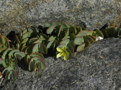 Roepera cordifolia