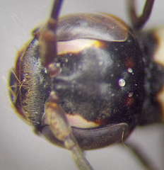 Cryptocheilus variabilis