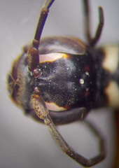 Cryptocheilus variabilis