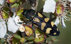 Castiarina adelaidae