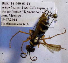 Cryptocheilus variabilis