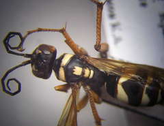 Cryptocheilus variabilis