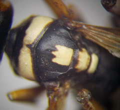 Cryptocheilus variabilis