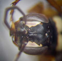 Cryptocheilus variabilis