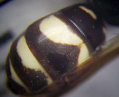 Cryptocheilus variabilis