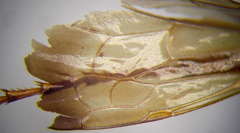 Cryptocheilus variabilis