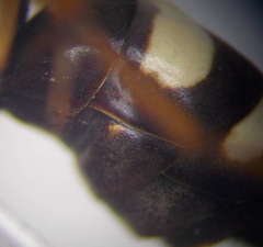 Cryptocheilus variabilis