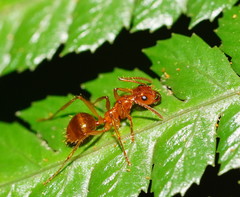 Notoncus spinisquamis