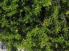Pteronia uncinata