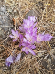 Colchicum feinbruniae