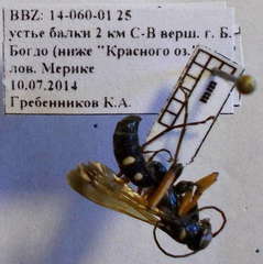 Cryptocheilus variabilis