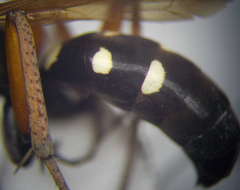 Cryptocheilus variabilis