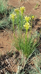 Bulbine capitata