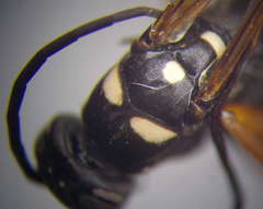 Cryptocheilus variabilis