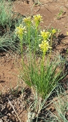 Bulbine capitata