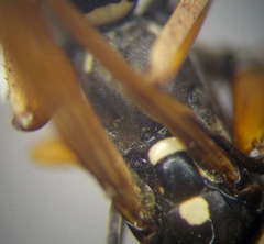 Cryptocheilus variabilis