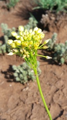 Bulbine capitata